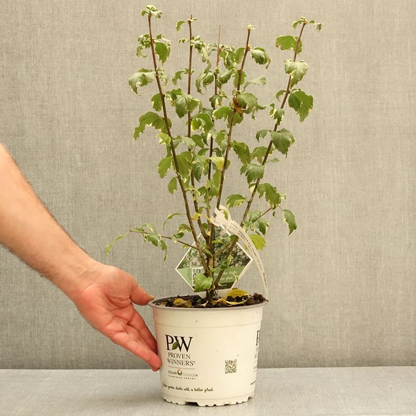 Ejemplar de Altea Sugar Tip - Hibiscus syriacus Maceta 3L/4L entregado en otoño