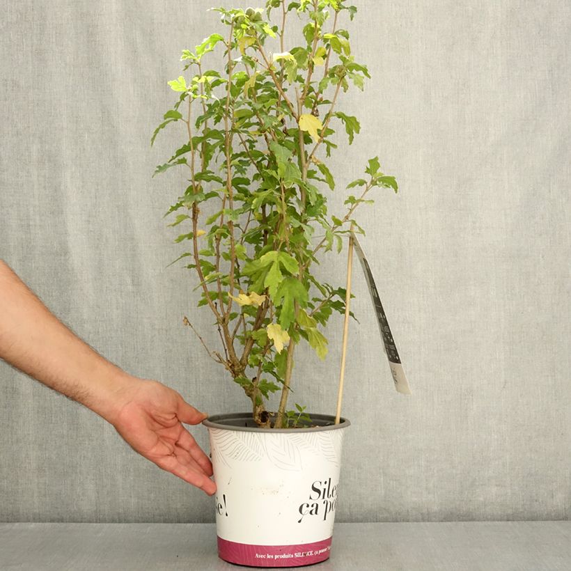 Ejemplar de Hibiscus syriacus Sup'Blue - Rosa de Siria Maceta 4L/5L entregado en verano