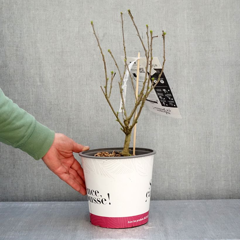 Hibiscus syriacus Sup'Blue - Rosa de Siria Maceta 4L/5L Ejemplar entregado en invierno