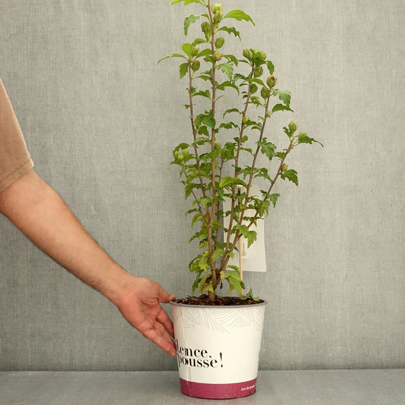Ejemplar de Hibiscus syriacus Sup’Bridge - Rosa de Siria Maceta 4L/5L entregado en verano