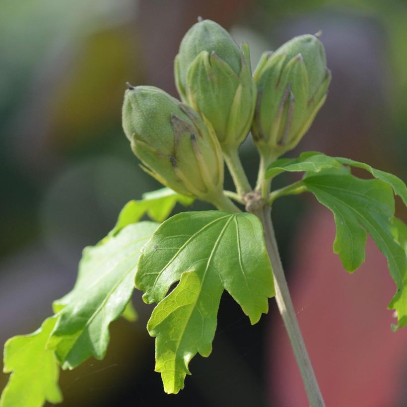 Altea Sup'Heart - Hibiscus syriacus (Follaje)