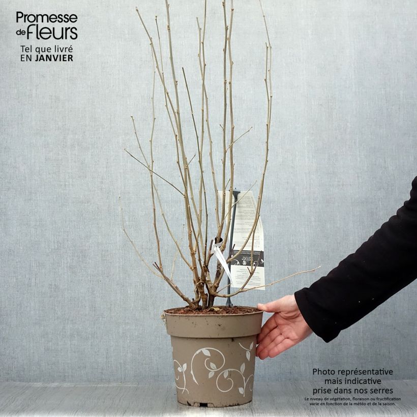 Hibiscus syriacus Three Sisters Mix - Hibiscus syriacus Maceta 6L/7L Ejemplar entregado en invierno