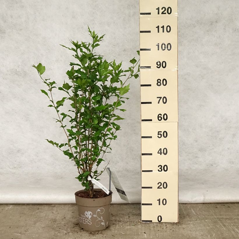 Hibiscus syriacus Three Sisters Mix - Hibiscus syriacus Maceta 6L/7L Ejemplar entregado en la primavera