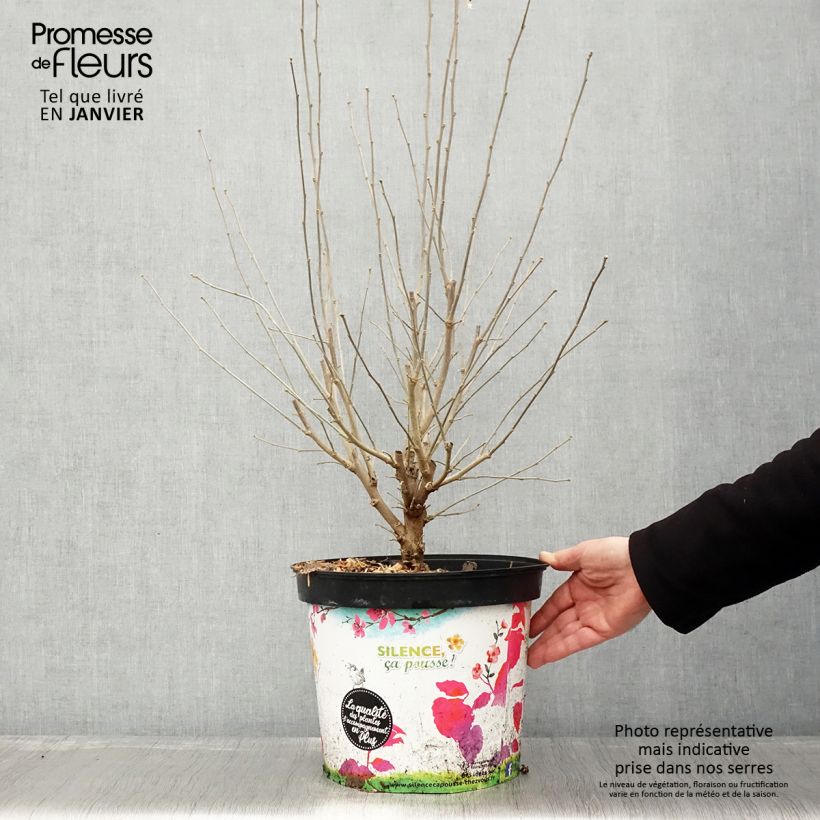 Altea Ultramarine - Hibiscus syriacus Maceta 7,5L/10L Ejemplar entregado en invierno