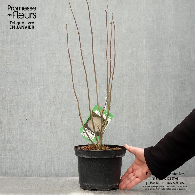 Altea White Chiffon - Hibiscus syriacus Maceta 2L/3L Ejemplar entregado en invierno