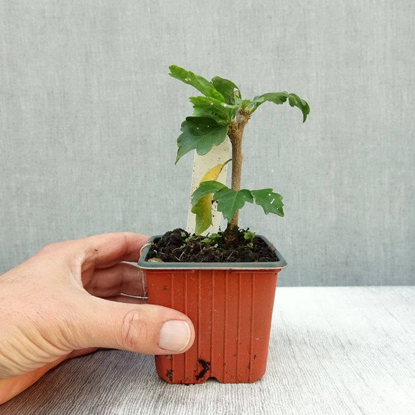 Ejemplar de Altea Woodbridge - Hibiscus syriacus Maceta de 8/9 cm entregado en otoño