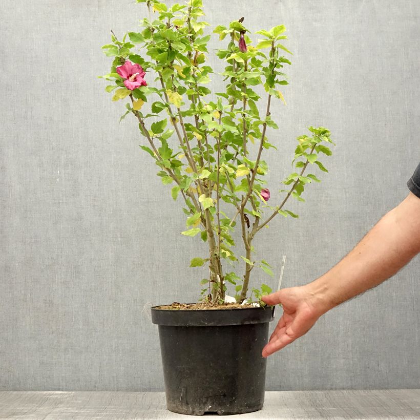 Ejemplar de Altea Woodbridge - Hibiscus syriacus Maceta 6L/7L entregado en verano