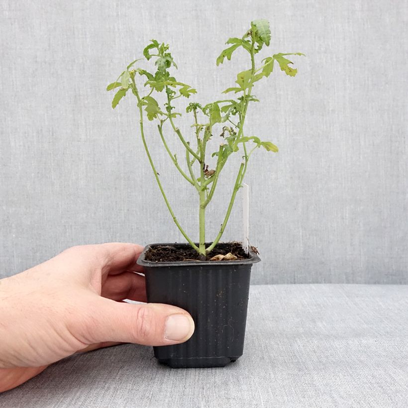 Hibiscus trionum - Aurora común Maceta de 8/9 cm Ejemplar entregado en invierno