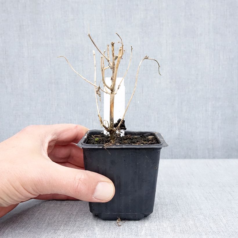 Hibiscus trionum - Aurora común Maceta de 8/9 cm Ejemplar entregado en la primavera