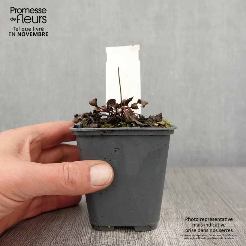Ejemplar de Hieracium maculatum - Hierba de halcón manchada Maceta de 8/9 cm entregado en otoño