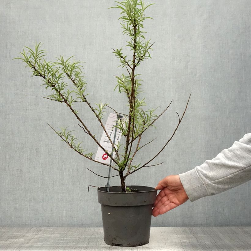 Espino amarillo Botanica Maceta 3L/4L Ejemplar entregado en la primavera