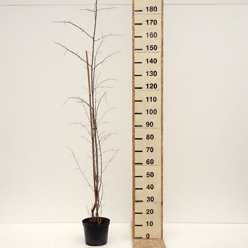 Espino amarillo Frugana (Hembra) Maceta 4L/5L, Formación arbustiva Ejemplar entregado en invierno