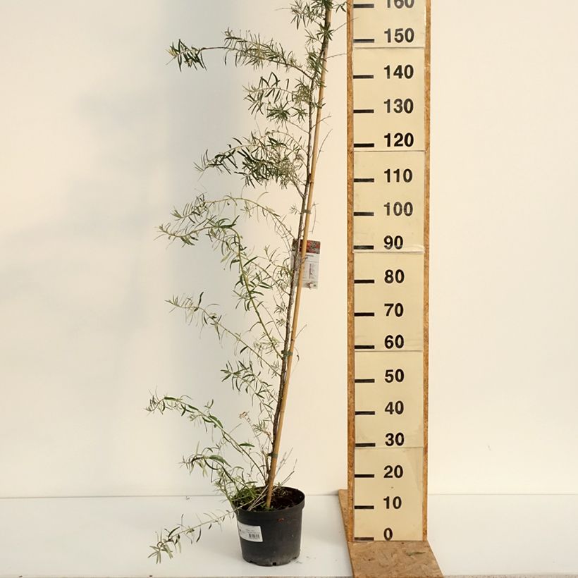 Ejemplar de Espino amarillo Frugana (Hembra) Maceta 4L/5L, Formación arbustiva entregado en verano