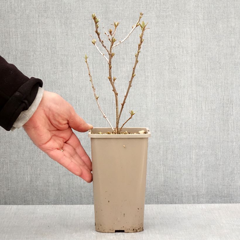 Espino amarillo Garden's Gift Maceta 1,5L/2L, Formación arbustiva Ejemplar entregado en la primavera