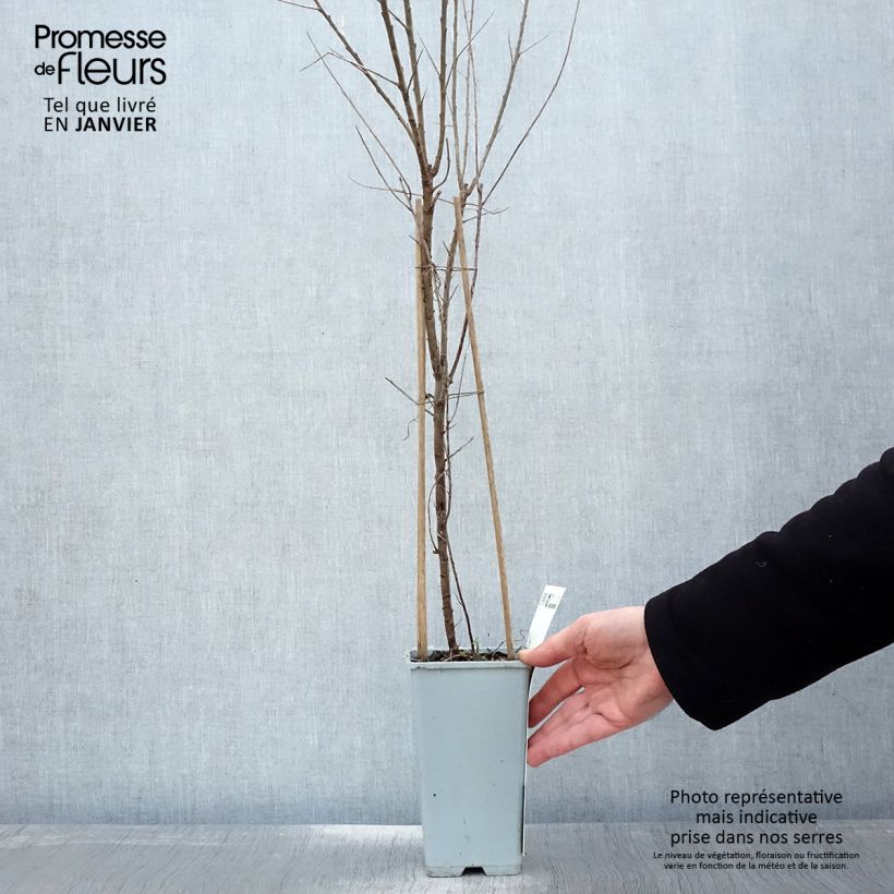 Espino amarillo Leikora Maceta 1,5L/2L Ejemplar entregado en invierno