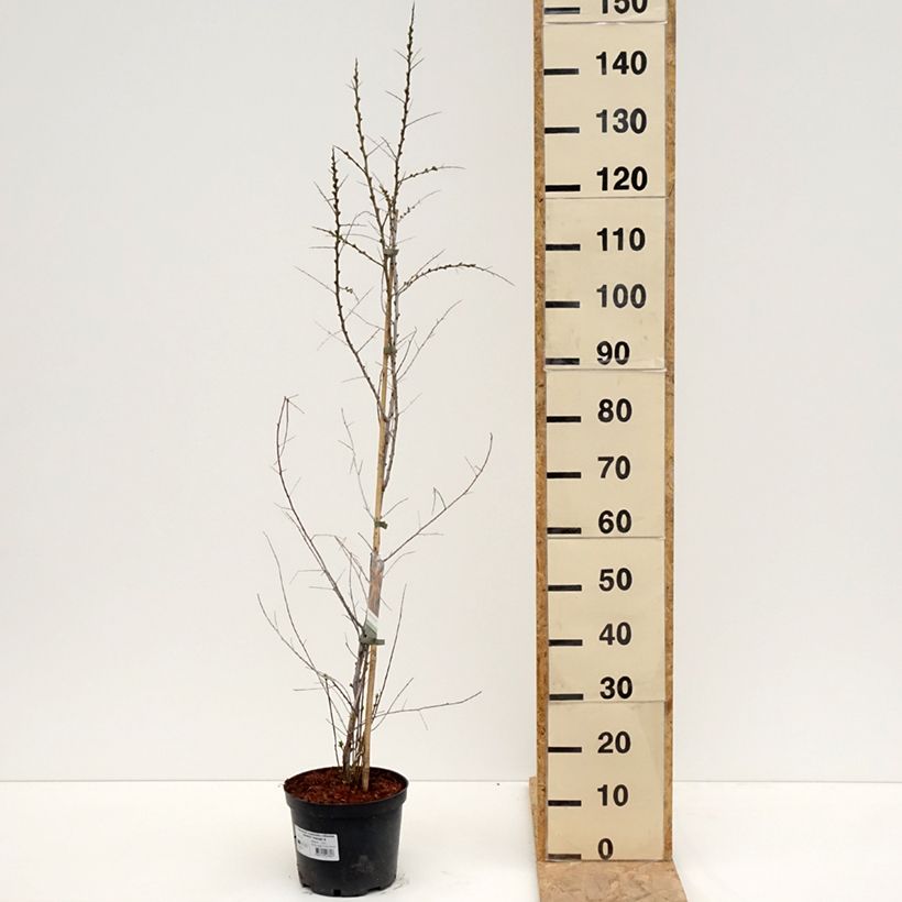 Espino amarillo Orange Energy Maceta 3L/4L Ejemplar entregado en la primavera