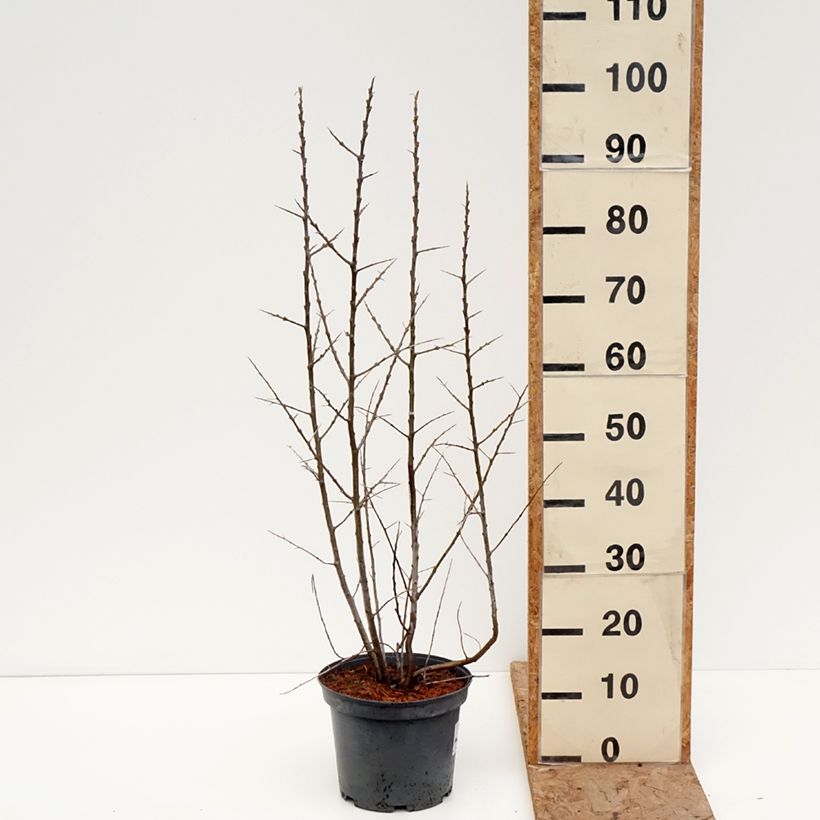 Espino amarillo Sirola (Hembra) Maceta 4L/5L, Formación arbustiva Ejemplar entregado en invierno