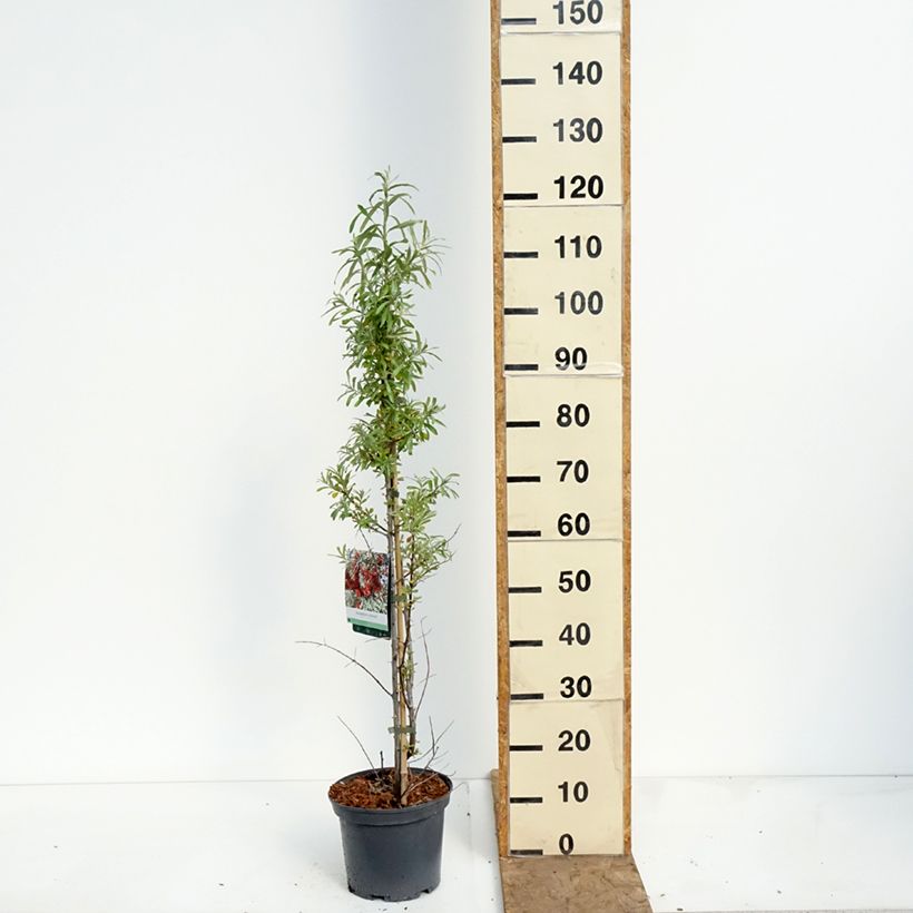 Espino amarillo Sirola (Hembra) Maceta 4L/5L, Formación arbustiva Ejemplar entregado en la primavera