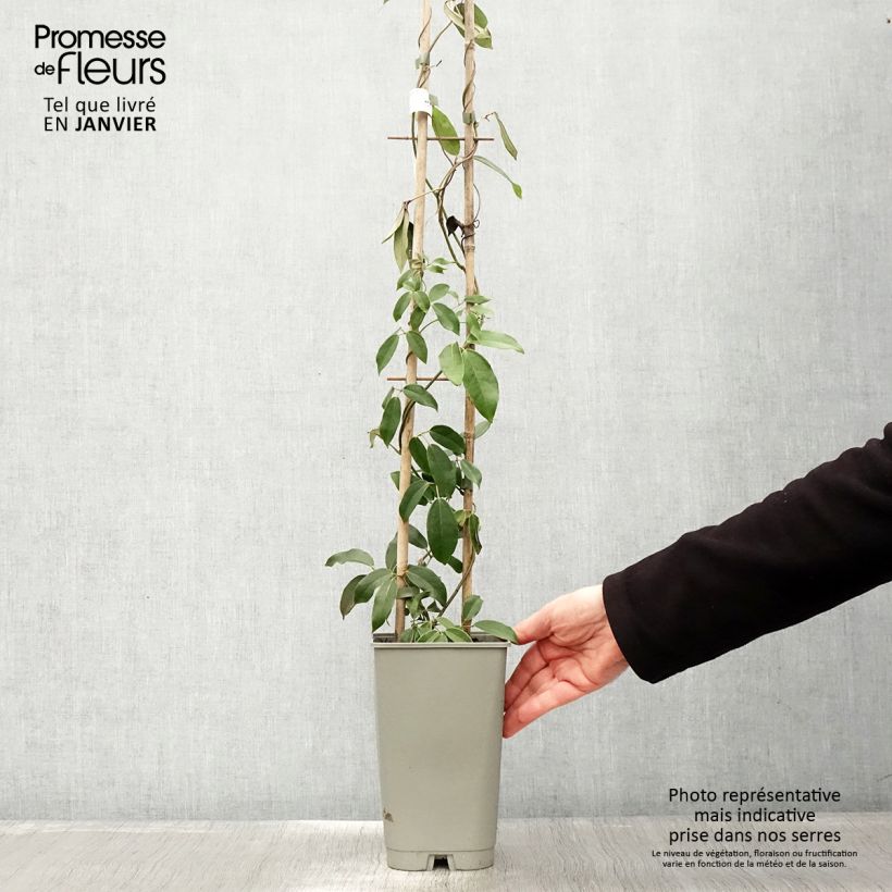 Holboellia coriacea Maceta 2L/3L Ejemplar entregado en invierno