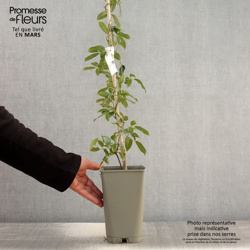 Holboellia coriacea Maceta 2L/3L Ejemplar entregado en la primavera