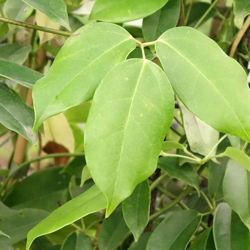 Holboellia coriacea (Follaje)