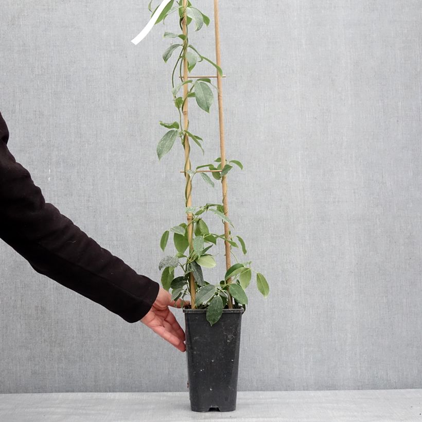 Holboellia traversii Maceta 3L/4L Ejemplar entregado en invierno