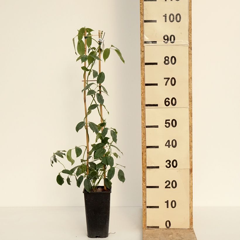 Holboellia traversii Maceta 3L/4L Ejemplar entregado en la primavera