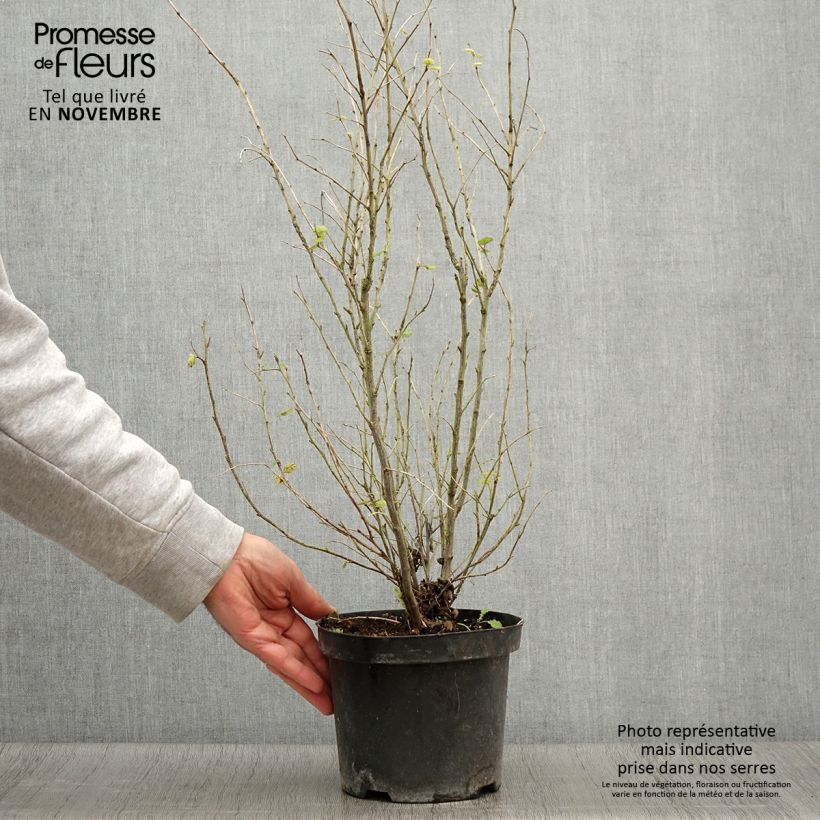 Ejemplar de Holodiscus discolor Maceta 4L/5L entregado en otoño