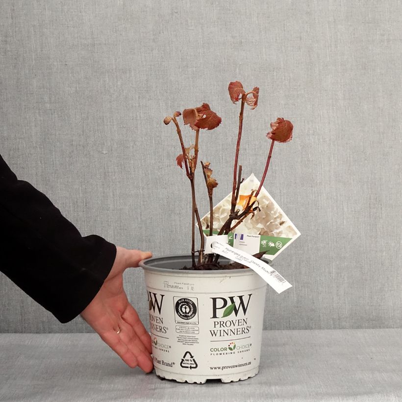 Hortensia quercifolia Gatsby Moon - Hortensia de hoja de roble Maceta 2L/3L Ejemplar entregado en invierno