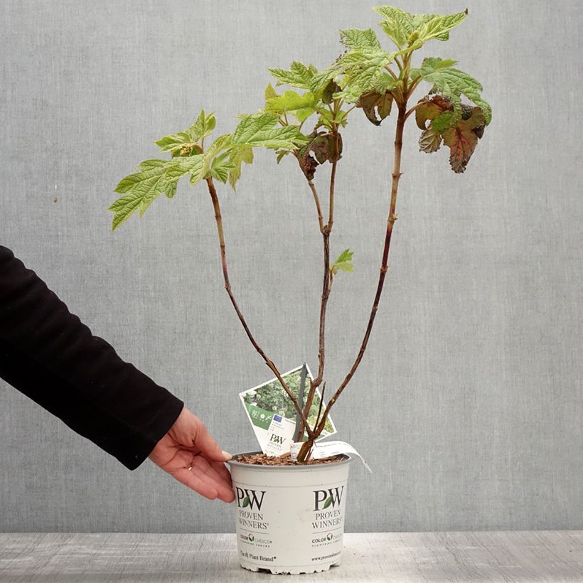 Hortensia de hoja de roble - Hydrangea quercifolia Gatsby Star Ejemplar entregado en la primavera