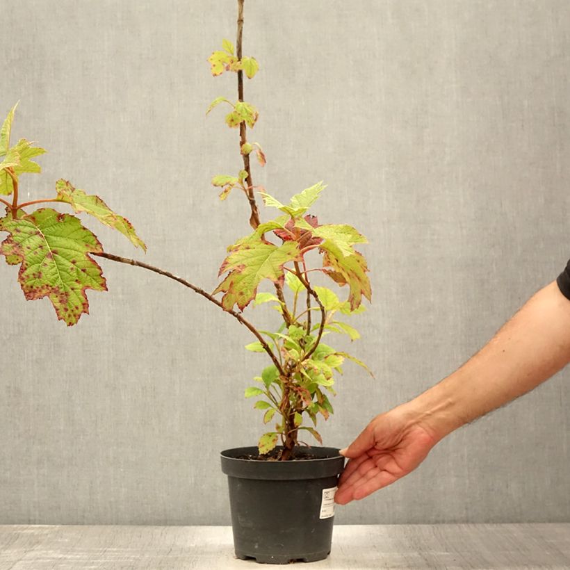 Ejemplar de Hortensia quercifolia Sike's Dwarf - Hortensia de hoja de roble Maceta 2L/3L entregado en verano