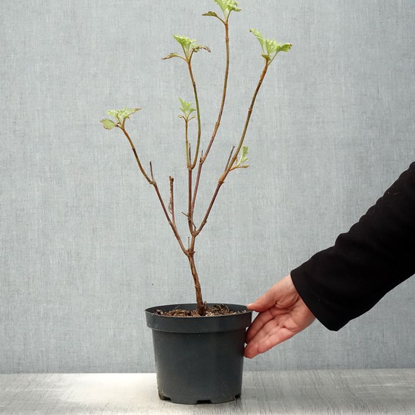 Hortensia quercifolia Sike's Dwarf - Hortensia de hoja de roble Maceta 2L/3L Ejemplar entregado en la primavera