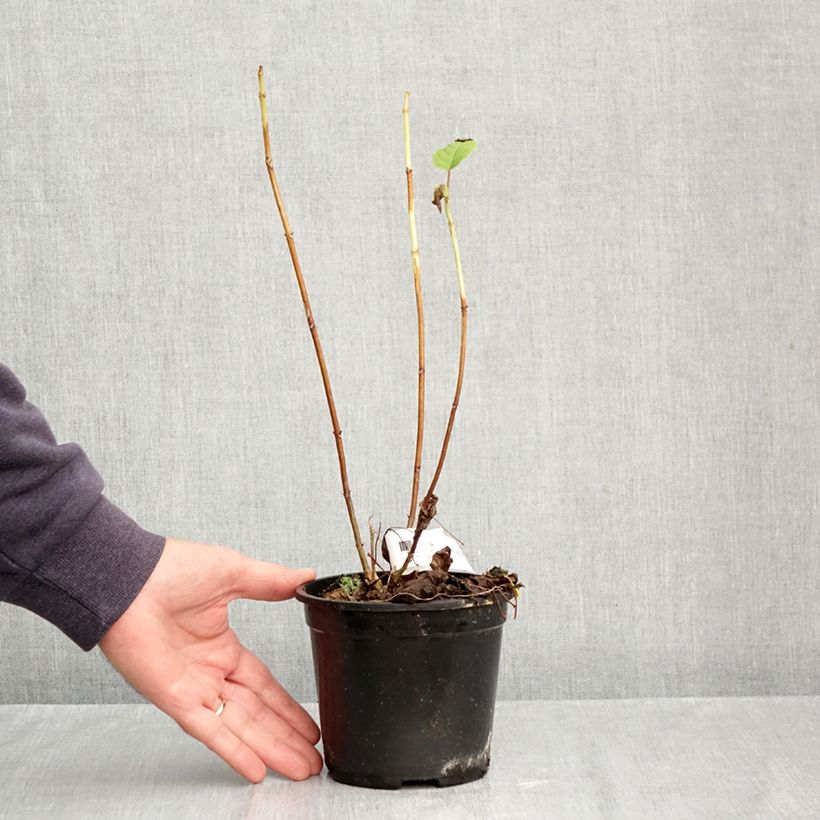 Ejemplar de Hortensia arborescens Annabelle Maceta de 12 cm / 13 cm entregado en otoño