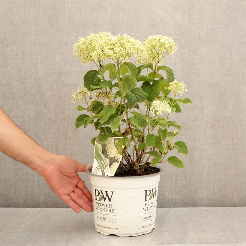 Ejemplar de Hortensia arborescens BellaRagazza Limetta Maceta 4L/5L entregado en verano