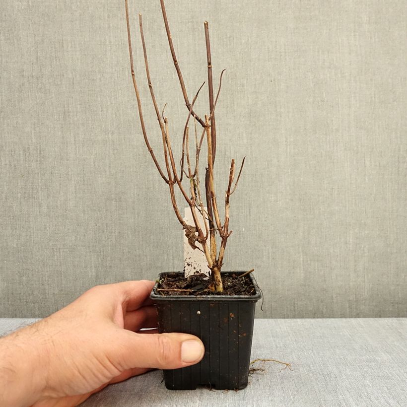 Ejemplar de Hortensia arborescens Candybelle Marshmallow Maceta de 8/9 cm entregado en otoño