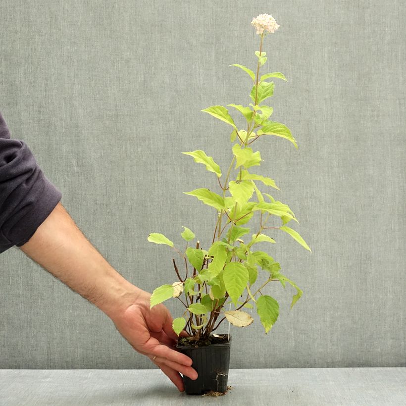 Ejemplar de Hortensia arborescens Candybelle Marshmallow Maceta de 8/9 cm entregado en verano