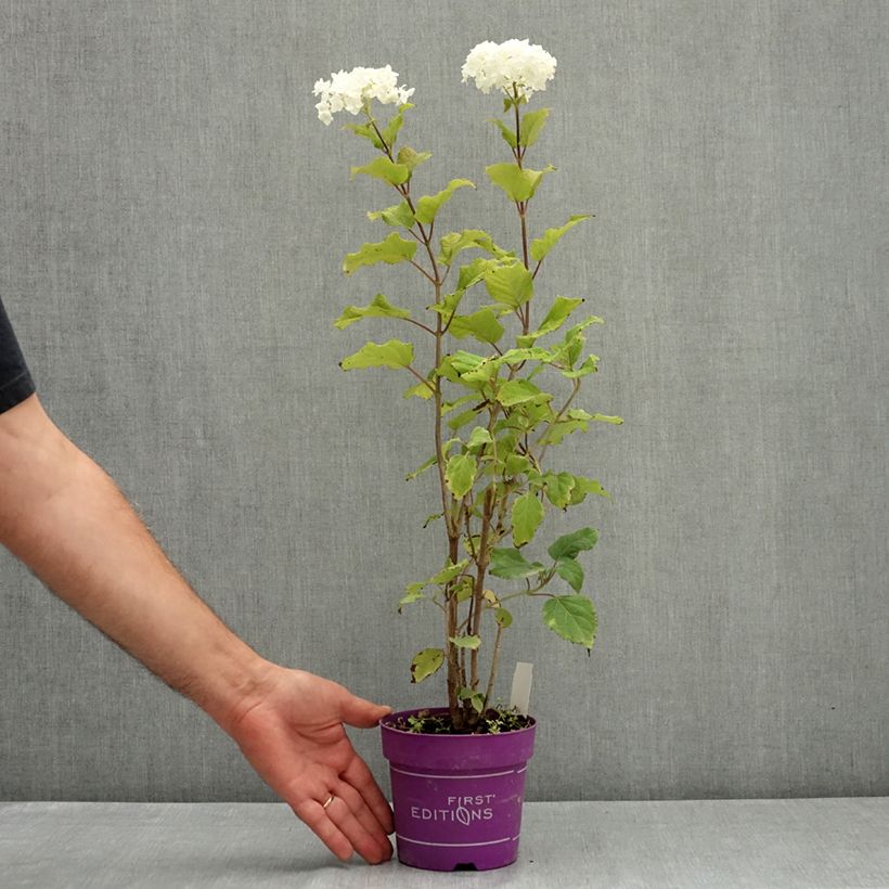 Ejemplar de Hortensia arborescens FlowerWOW Maceta 1L/1,5L entregado en verano