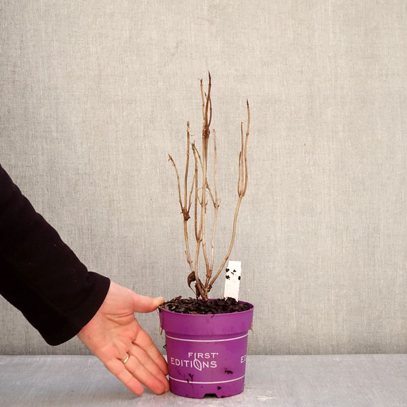 Hortensia arborescens FlowerWOW Maceta 1L/1,5L Ejemplar entregado en invierno