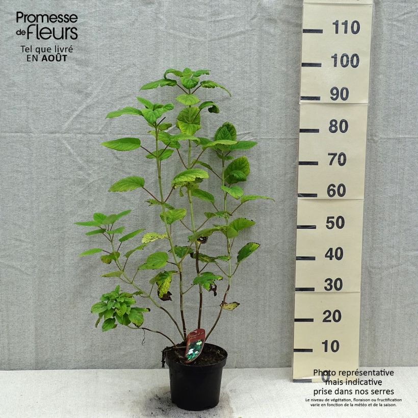 Ejemplar de Hortensia arborescens Hills Of Snow Maceta 2L/3L entregado en verano