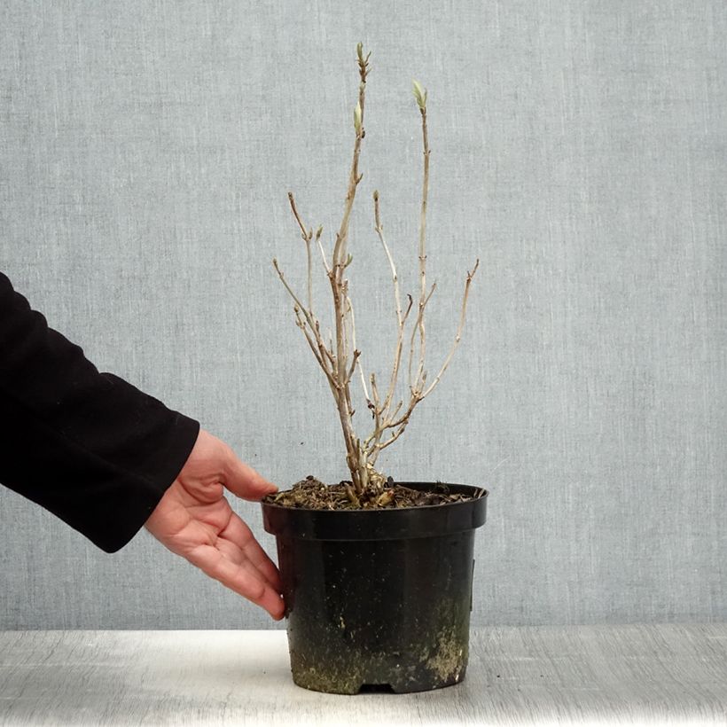 Hortensia arborescens Hills Of Snow Maceta 2L/3L Ejemplar entregado en la primavera