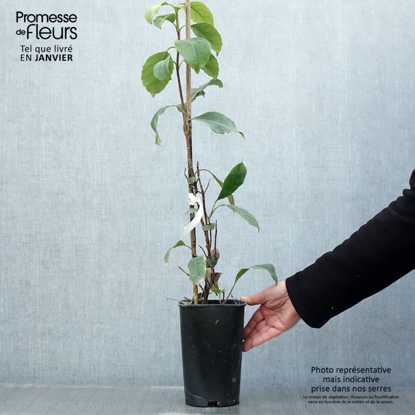 Hortensia seemanii - Hydrangea Maceta 2L/3L Ejemplar entregado en invierno