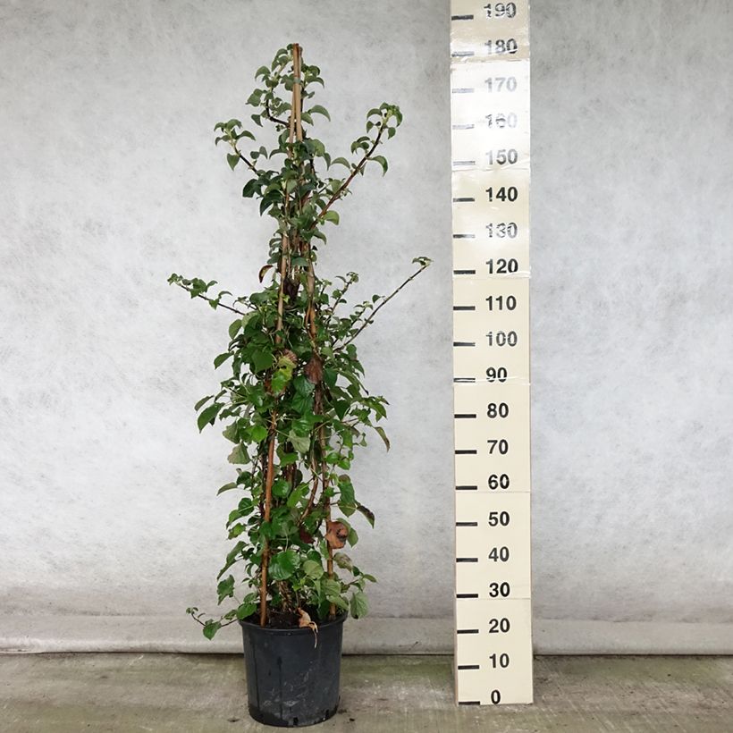 Ejemplar de Hortensia anomala var. petiolaris - Hortensia trepadora Maceta 4L/5L entregado en verano