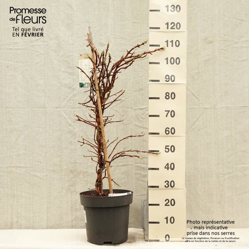 Hortensia anomala var. petiolaris - Hortensia trepadora Maceta 4L/5L Ejemplar entregado en invierno