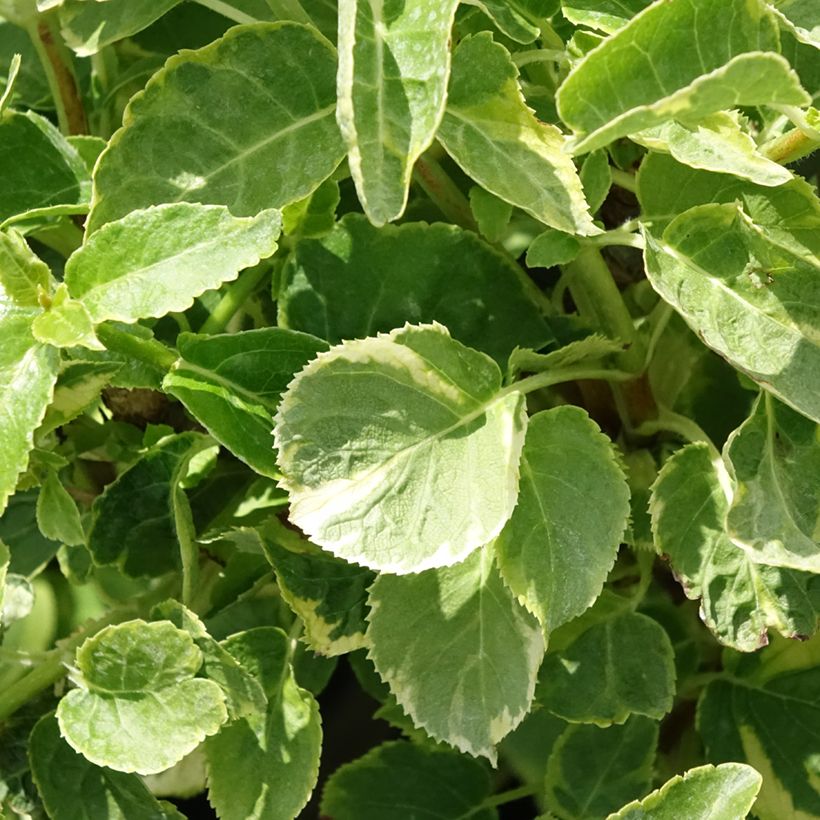 Hortensia anomala var. petiolaris Miranda - Hortensia trepadora (Follaje)