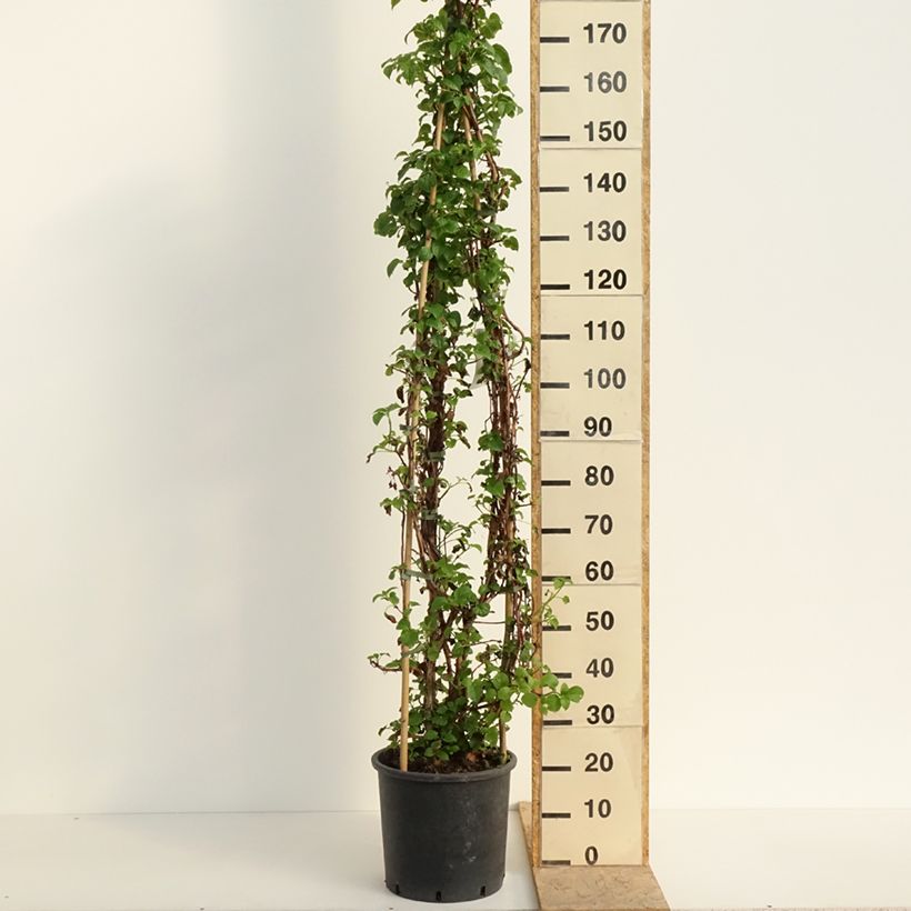 Hortensia anomala var. petiolaris - Hortensia trepadora Maceta 12L/15L Ejemplar entregado en la primavera