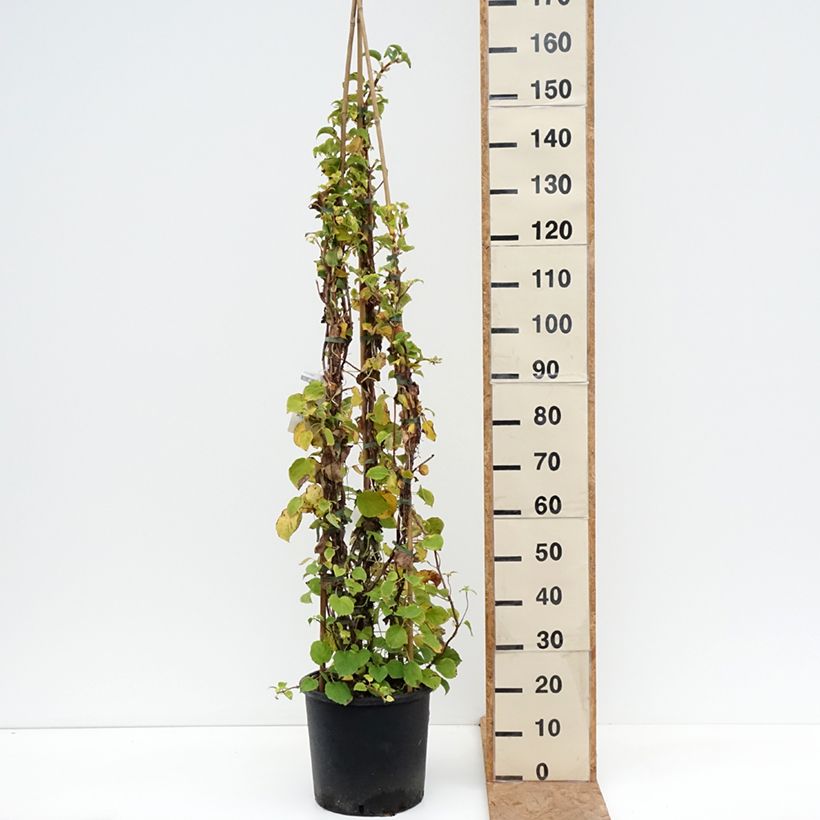 Ejemplar de Hortensia anomala var. petiolaris - Hortensia trepadora Maceta 12L/15L entregado en otoño