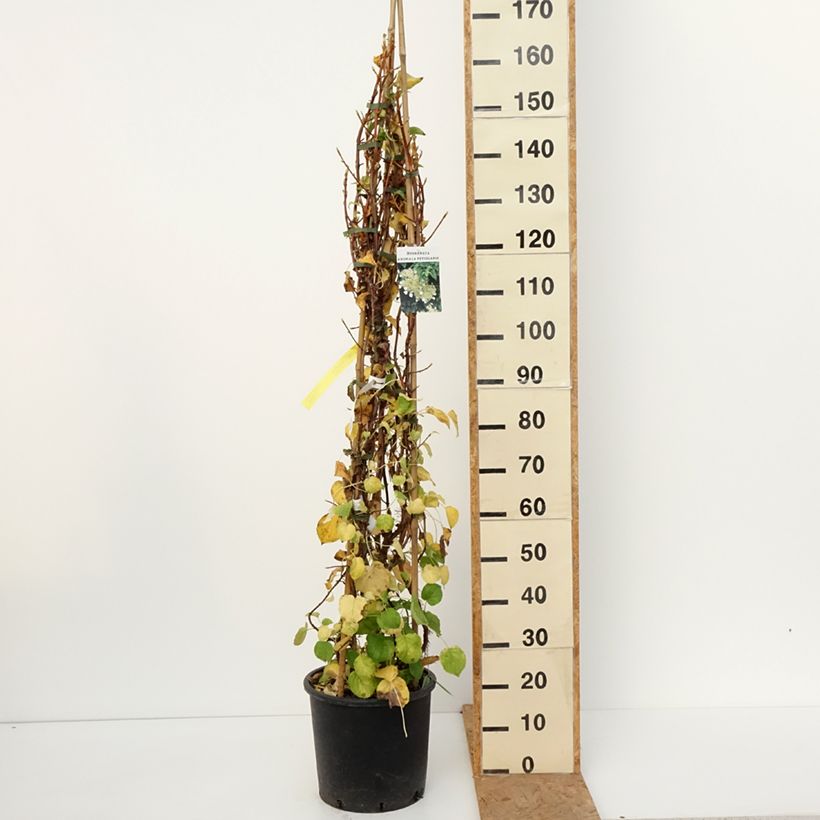 Ejemplar de Hortensia anomala var. petiolaris - Hortensia trepadora Maceta 4L/5L entregado en otoño