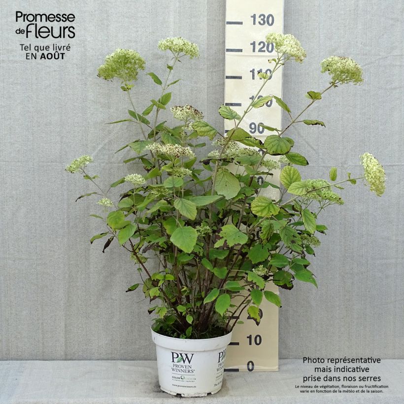 Ejemplar de Hortensia arborescens Lime Rickey Maceta 7,5L/10L entregado en verano