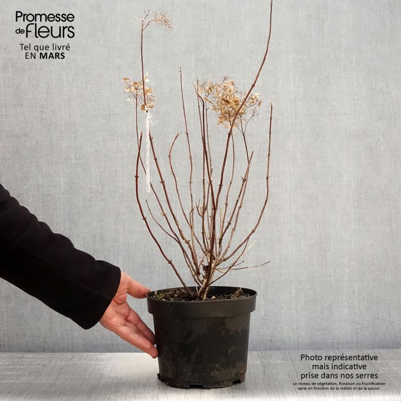 Hortensia arborescens Candybelle Marshmallow Maceta 3L/4L Ejemplar entregado en la primavera