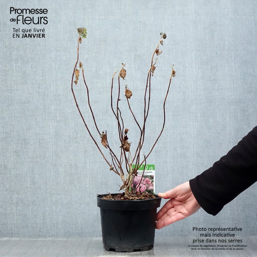 Hortensia arborescens Candybelle Bubblegum Maceta 3L/4L Ejemplar entregado en invierno